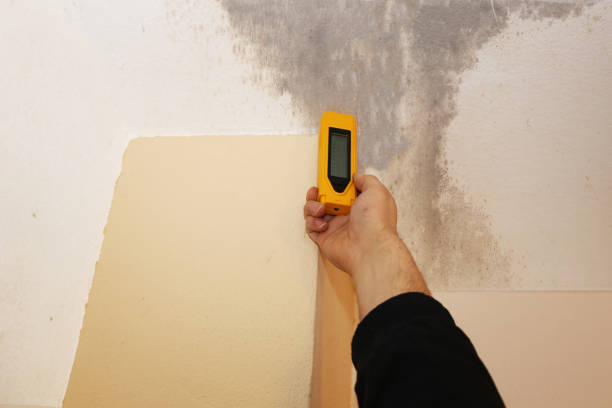 Best Mold Prevention Services  in Ridgeland, SC