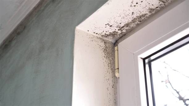 Best Black Mold Removal  in Ridgeland, SC