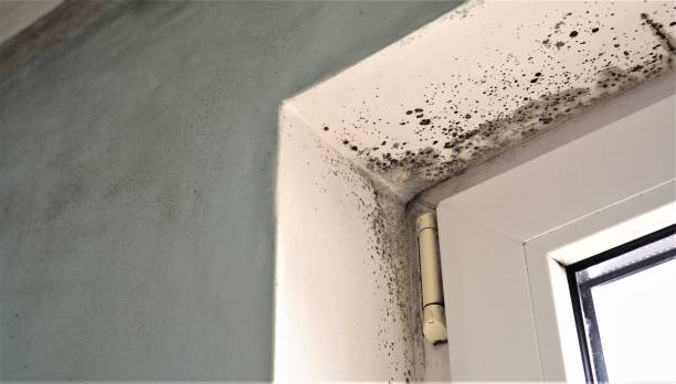 Best Crawl Space Mold Remediation  in Ridgeland, SC
