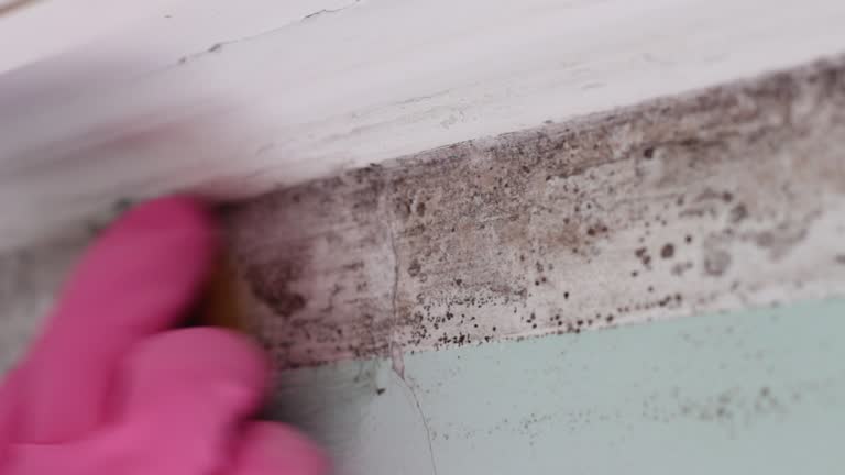 Best Mold Damage Restoration  in Ridgeland, SC